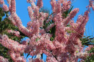 Cassia Javanica (Apple Blossom Cassia)