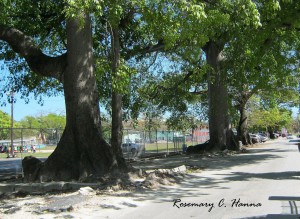 Silk Cotton Trees