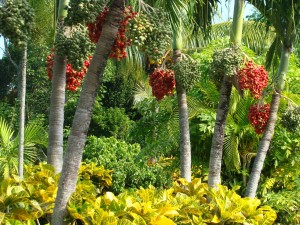 Christmas palms and crotons in Lady Jacqueline Fawkes's lush garden at "La Campanella" on JFK Drive, New Providence, The Bahamas 