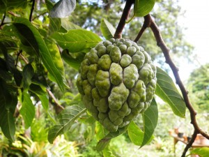 Sugar apple
