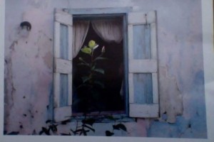 Roses- Long Island 3